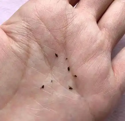 如何给小猫驱虫?_跳蚤-虫虫战队