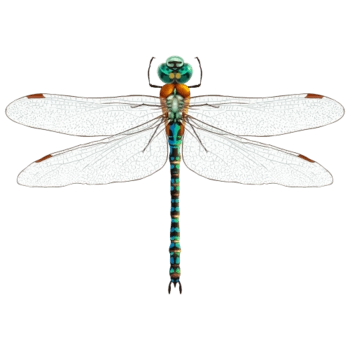 透明翅膀的绿蜻蜓