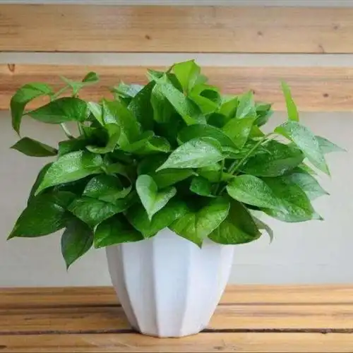 养绿萝的"新方法",15天喂次"它",叶子绿,长出"新造型"!