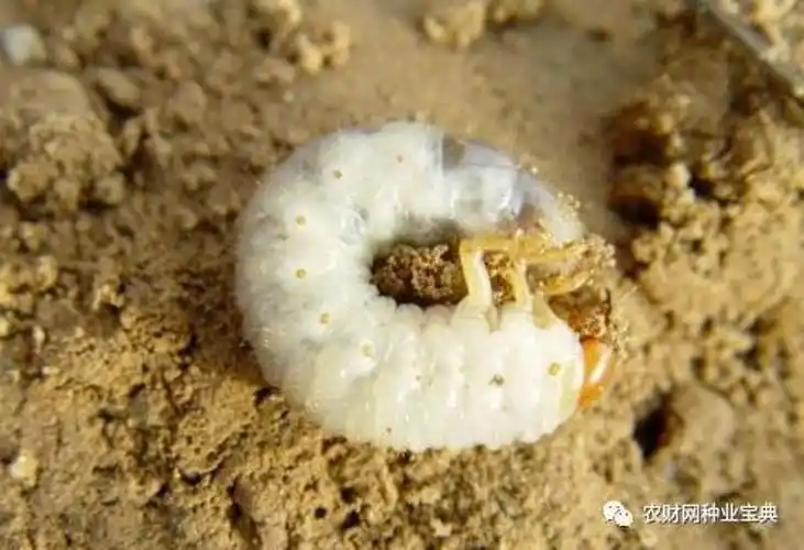 蝼蛄为多食性害虫,在我国的分布很广.