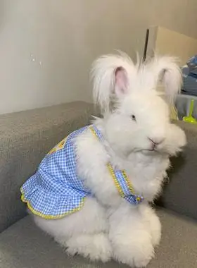网红巨型安哥拉兔巨兔活体宠物兔