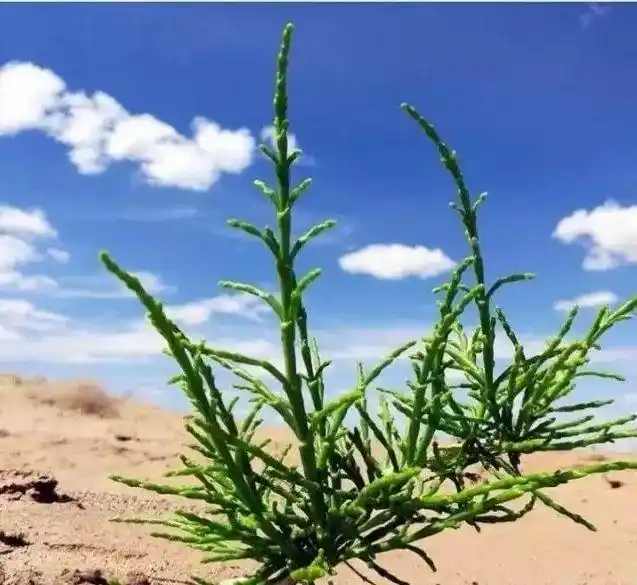 荒漠国王梭梭树真的有那么神奇吗?