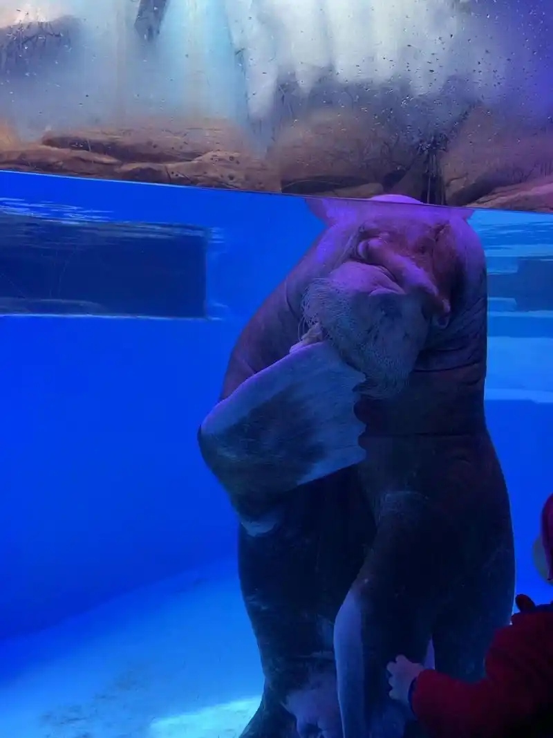 带娃玩-抚顺皇家海洋乐园游玩攻略 时间:3月份(只开极地海洋动物三个