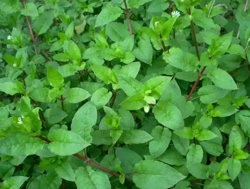 这种野草清热解毒活血消肿内服驱风解毒外敷治疗疮