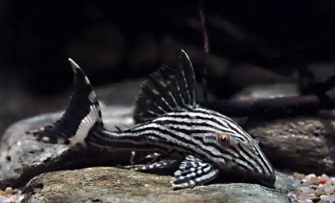 每日一鱼哥伦比亚白金皇冠豹有着红色的眼睛