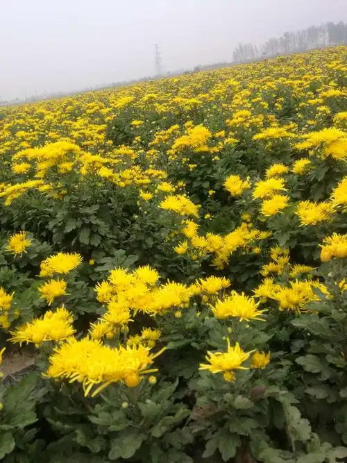怡然菊园——金丝皇菊种植基地
