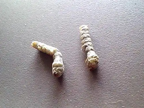 我蚕的病怎么治好啊 有图