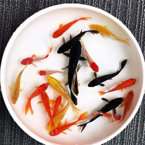 活鱼观赏鱼锦鲤幼苗锦鲤风水鱼冷水 锦鲫随机组合3-5cm20条 搭配颜色
