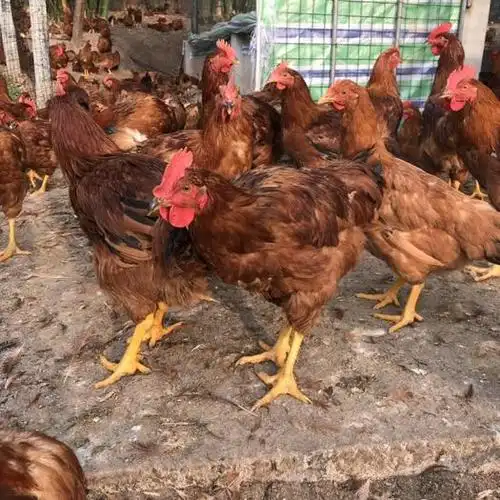 南充西充县 跑山鸡 母鸡 九黄鸡