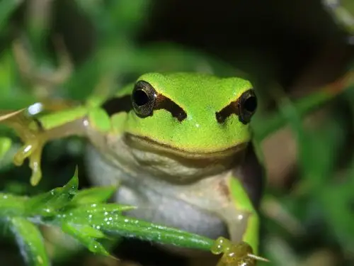 两栖类青蛙-动物写真壁纸