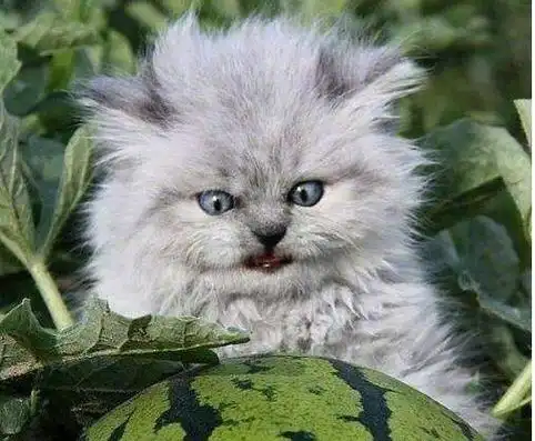 小孩头发炸毛表情包,小女孩头发炸毛表情包-图片大观-奇异网