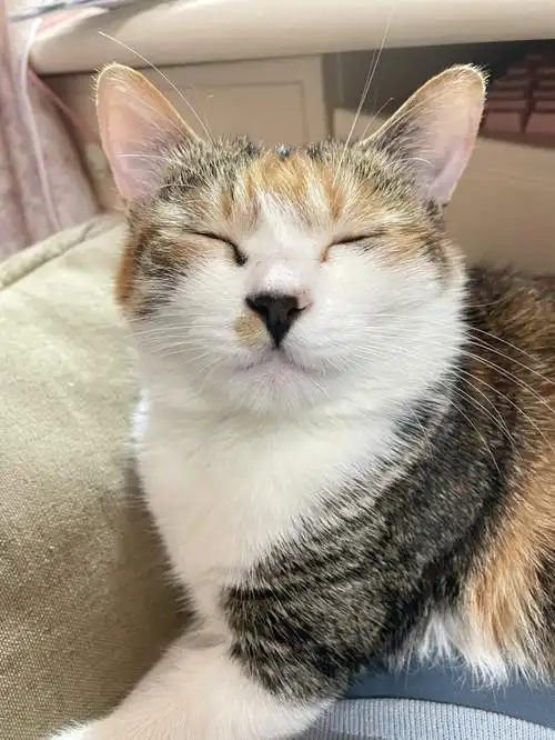 谁家猫仰着头睡觉呀