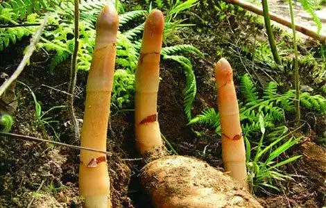 相约茶山花海 寻觅"白马王子"_腾讯大渝网_腾讯网