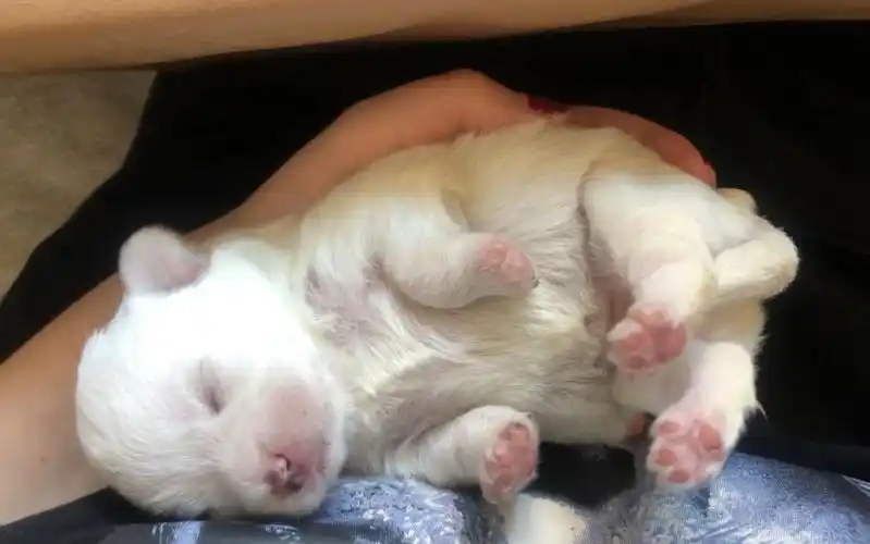 刚出生几天的狗崽