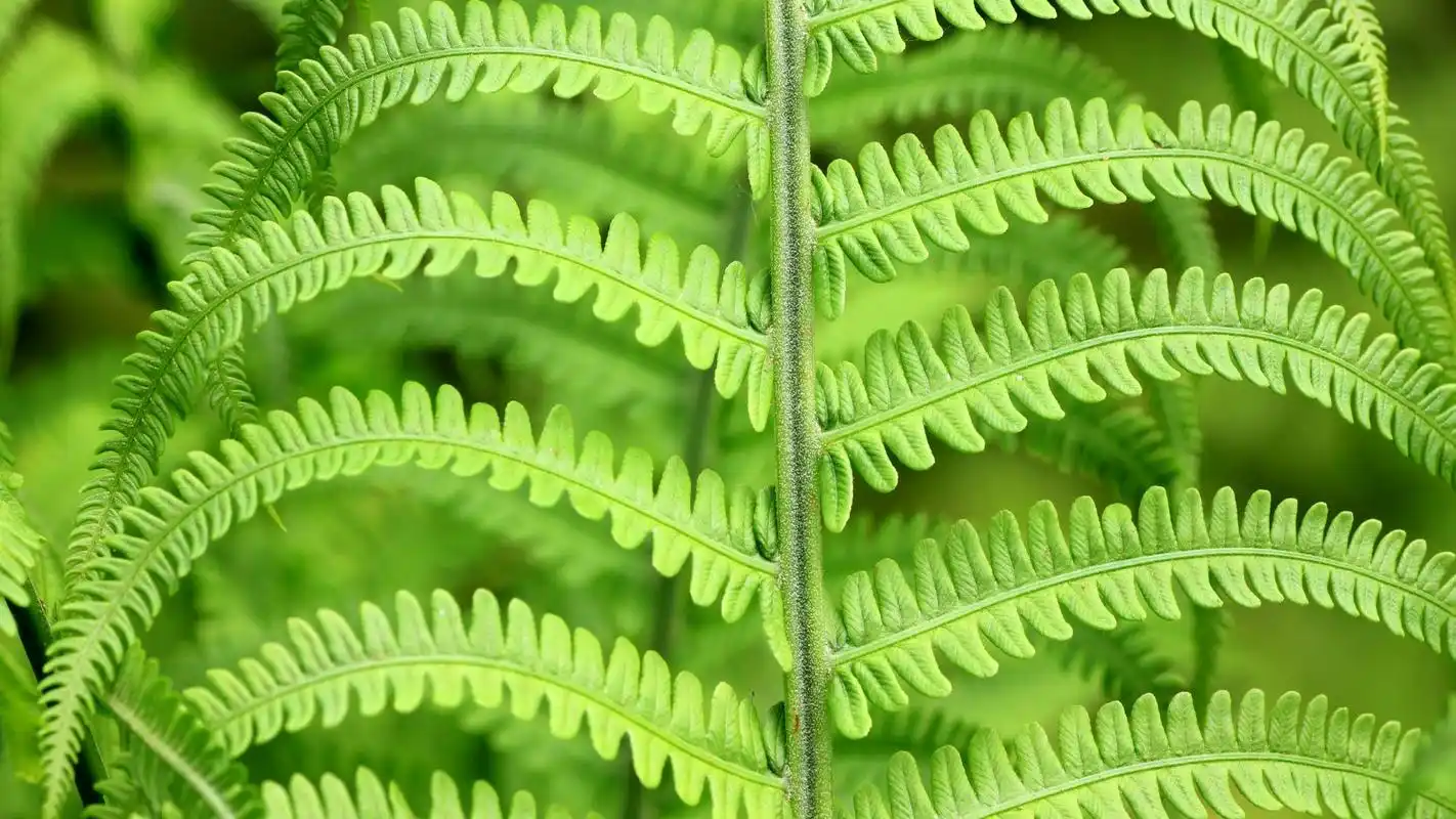 金星蕨唯美高清护眼壁纸