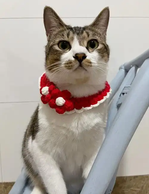 猫项圈钩织