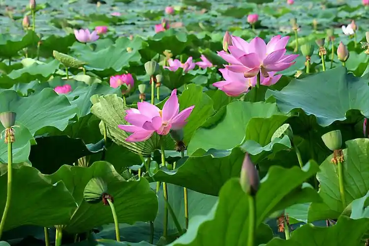 描写荷花诗句20首,让诗意的荷花给你带来夏日的美好