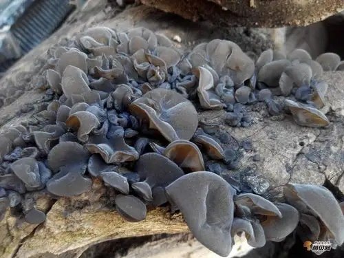 野生木耳的图片