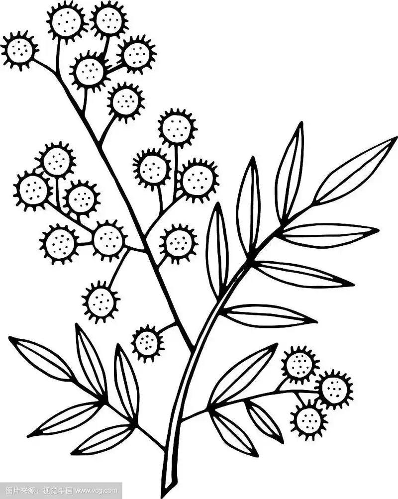 含羞草分枝着色页孤立涂鸦和
