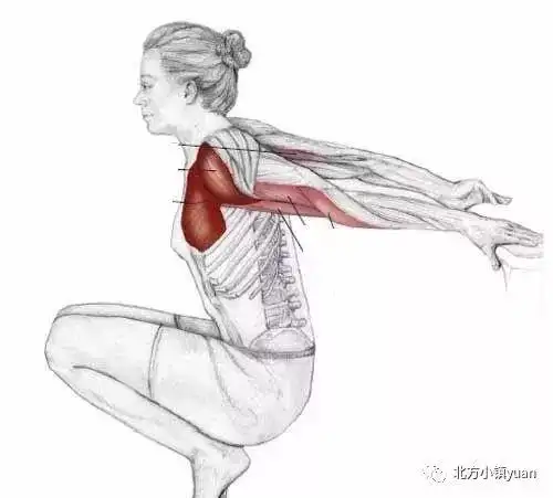 肱二头肌放松拉伸,肱二头肌和肱三头肌_大山谷图库