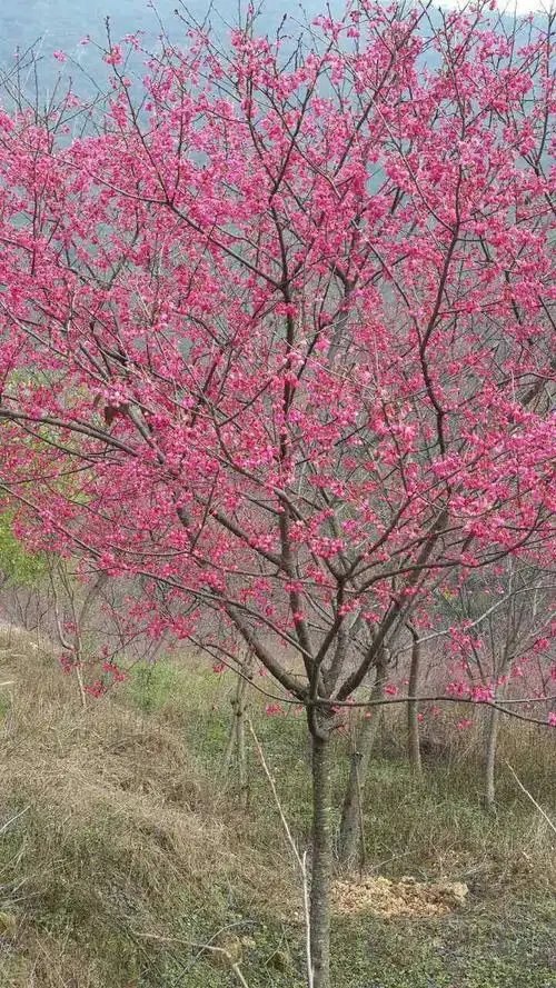 福建山樱花早春的喜庆中国红