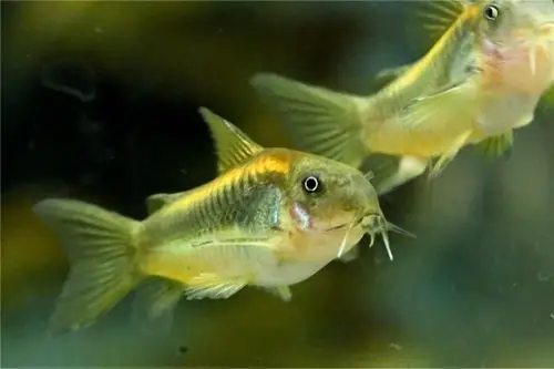 金线金鼠鱼4厘米30一条天津免费送货买十送一