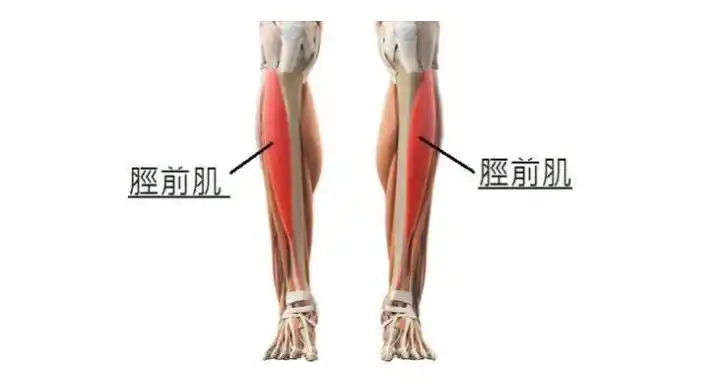 起跳小腿前侧疼痛你的胫前肌放松了吗