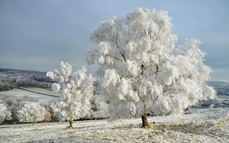雪景,风景,唯美意境,雪山,雪景,风景,树木,唯美,电脑壁纸,壁纸玉树琼