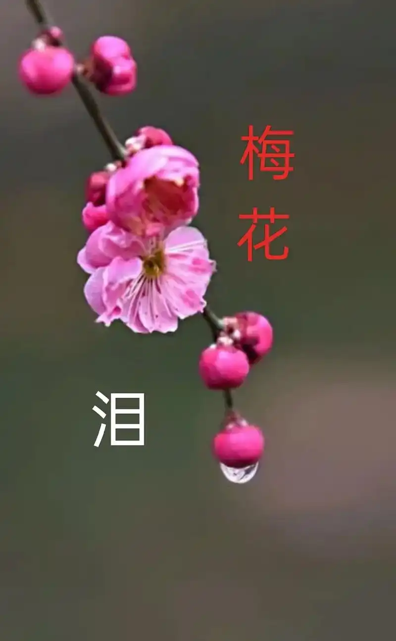 梅花泪   一一海之 苦苦煎熬一寒冬 破冰浅露一点红 眼前虽 - 抖音