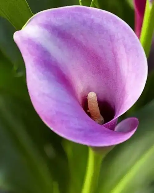 海芋花,这38种"大毒花"(海芋花怎么养)