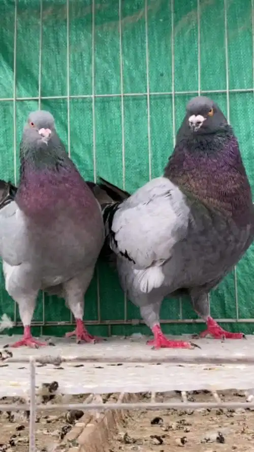 记录生活#鸽子大头大体瓦灰元宝鸽,一公一母回家就下蛋繁殖