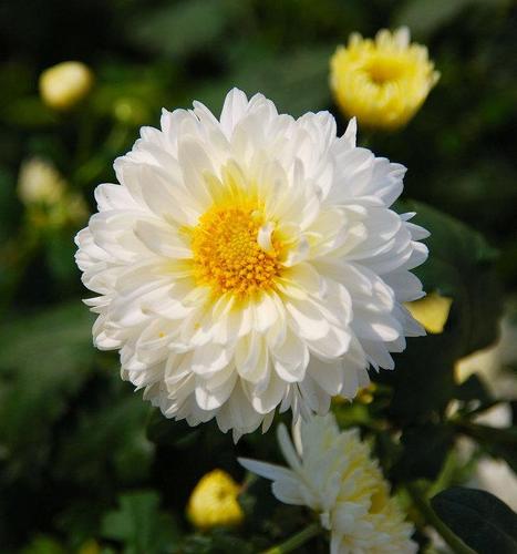 杭白菊苗优惠专场