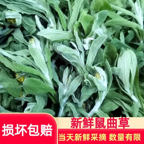 正宗野生清明草新鲜晒干鼠曲草清明菜绒毛鼠麴佛耳草净重250g批发