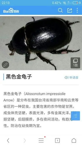 卧室床上总能看见黑色,大拇指盖那么长的黑虫子!