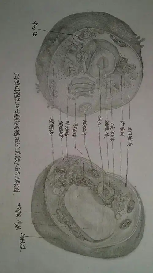 生物作业