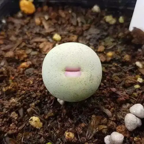 这几种丑爆了的多肉植物,你都见过吗?__凤凰网