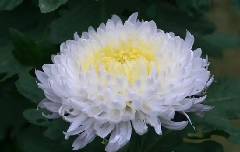 沉痛悼念母亲去世十周年 钱有云 2020-4-7