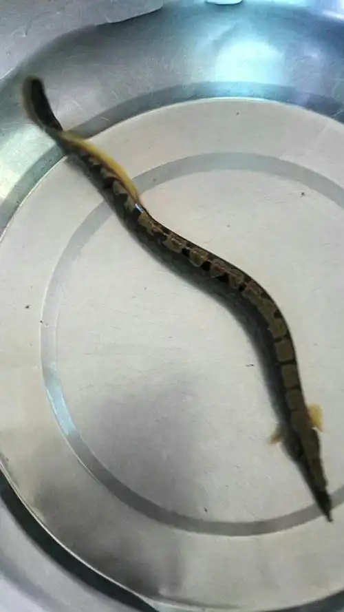 头部尖尖,身像蛇,尾巴像龙尾,有谁知道这是什么鱼?求