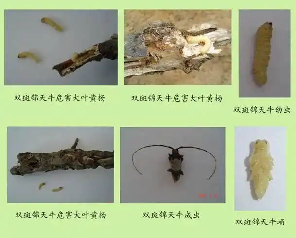 园林植保信息-大叶黄杨双斑锦天牛发生规律和防治技术-大叶黄杨蛀干