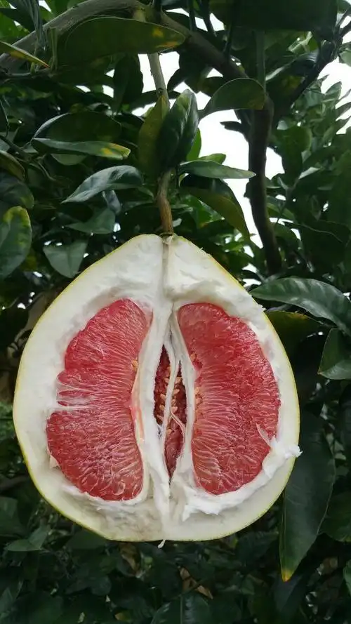 20斤包邮新鲜当季正宗梅州梅县红心琯溪蜜柚柚子