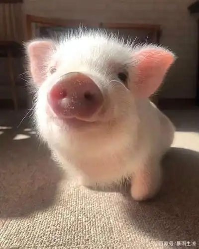 ins上有只迷你宠物猪吸粉无数,我们来看看它的日常生活吧!