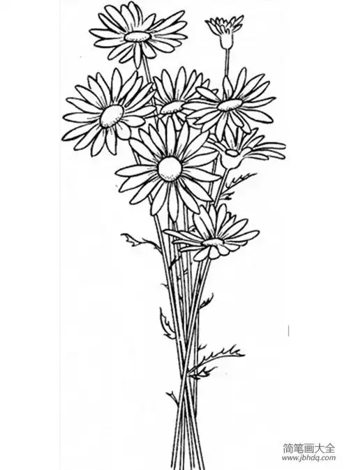花简笔画图片大全雏菊简笔画图片
