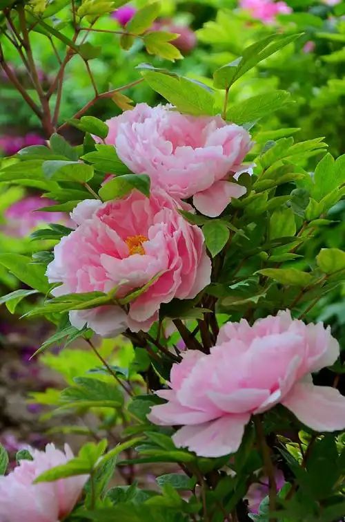 唯有牡丹真国色 - 美篇