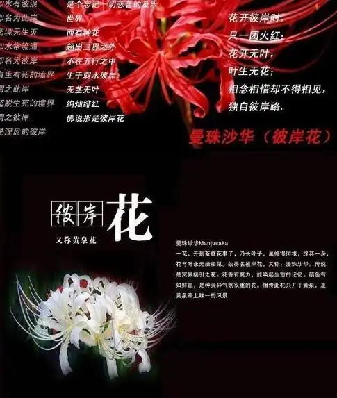 彼岸花的花语(不同颜色彼岸花的花语)