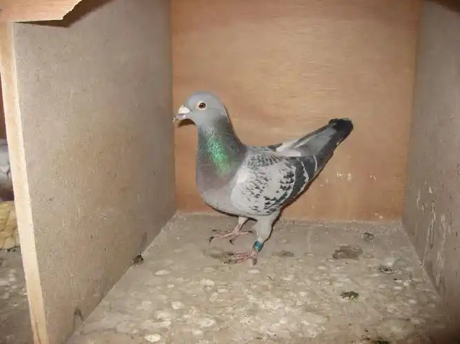 05年460公里冠军站姿