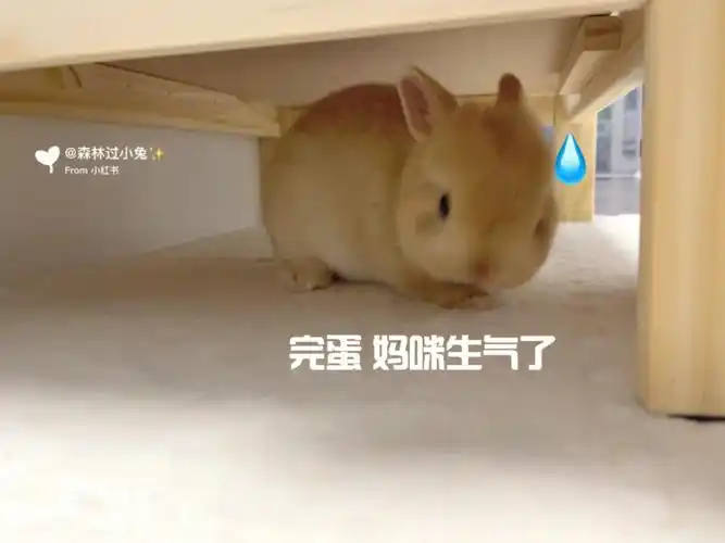 表情好像在观察我有没有生气这或许就是养兔人的必经之路啊啊啊我的