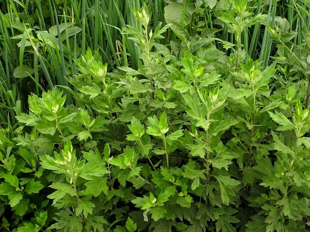 茵陈- 热门商品专区