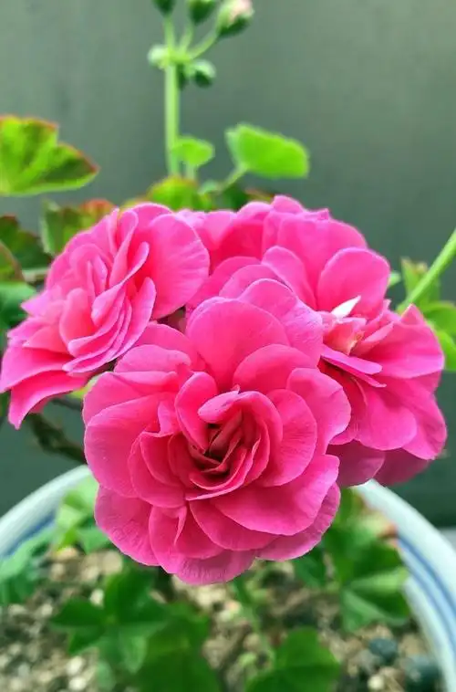 阳台养天竺葵,就选"粉女巫",皮实好养,美如玫瑰,多季节开花__财经头条