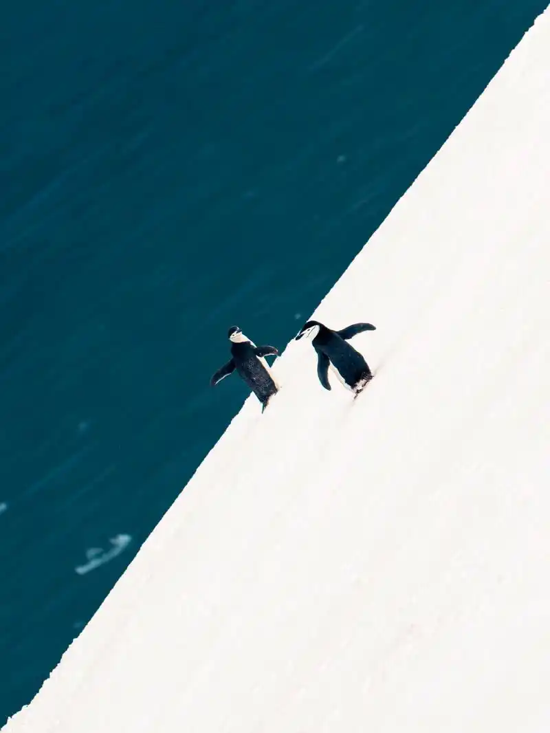 速速推给我的好朋友们~冬天的手机壁纸7615和南极更适配 - 抖音