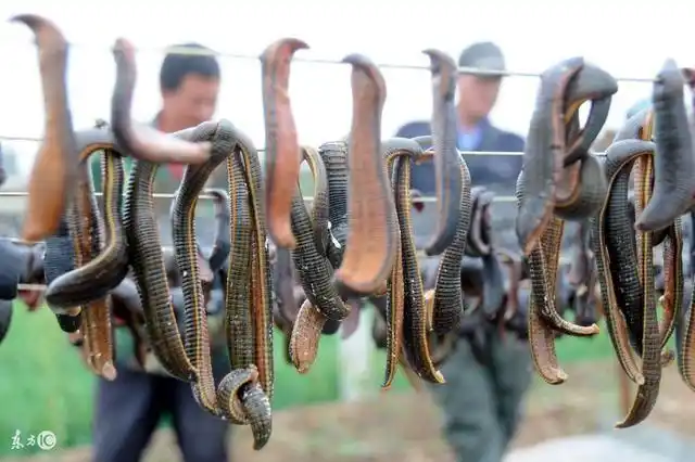 水蛭养殖行业前景养殖业前景图